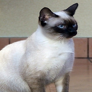 Query image